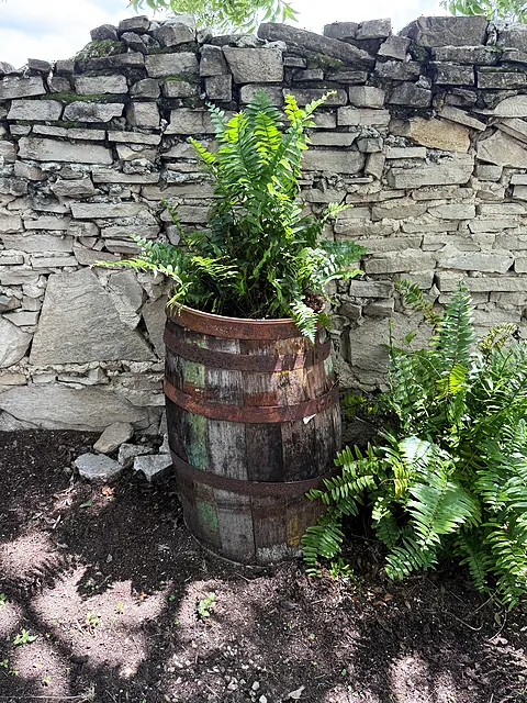 A barrel-style planter with a fern beside the old stone wall.