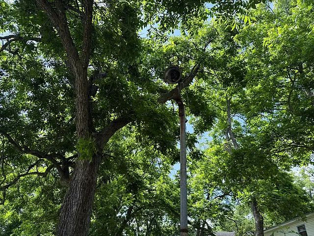 A large live oak canopy above the Sunken Gardens property.