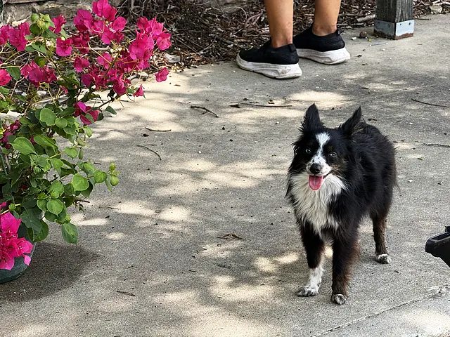 Pickles, a black dog, resting by a patio table and bright bougainvillea.