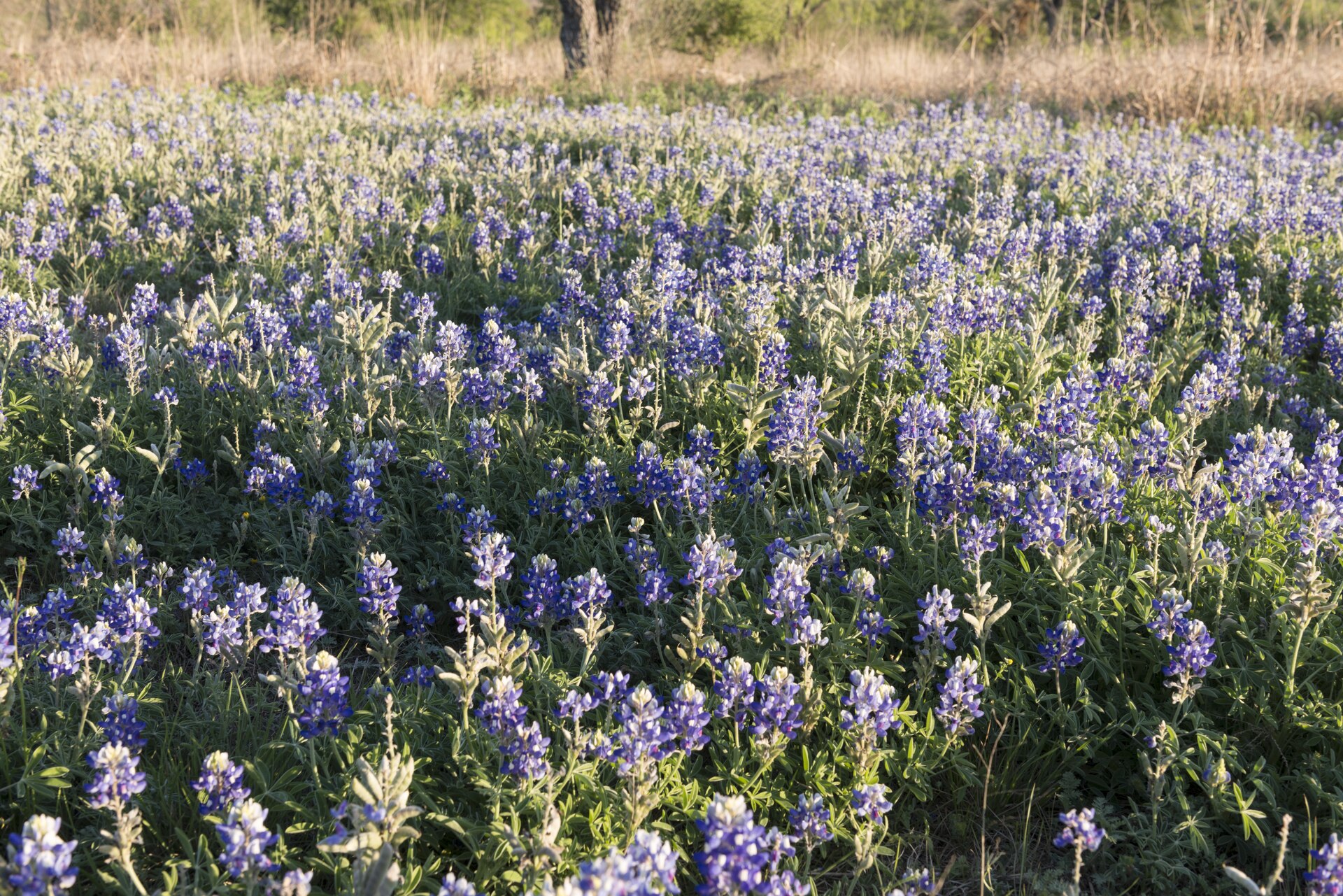 A field of Texas bluebonnets in late afternoon light, Hill Country, Texas.